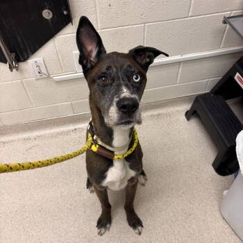 Apollo -  Mixed Breed Dog for Adoption in Murray, Utah - Apollo | PetCurious
