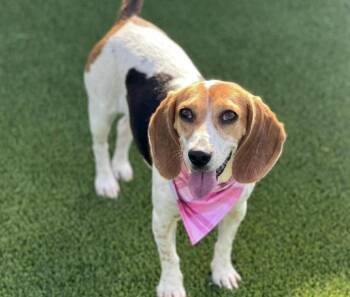 Rescue Beagle Dogs for Adoption in Hondo, Texas - Marcy-Fun Loving WalMart Greeter | PetCurious