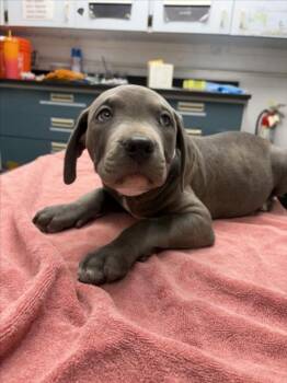 *ANGUS -  Pit Bull Terrier Dog for Adoption in Woodland, California - *ANGUS | PetCurious