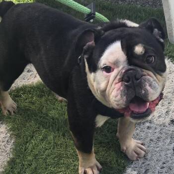 Buster -  English Bulldog Dog for Adoption in Sonoma, California - Buster | PetCurious
