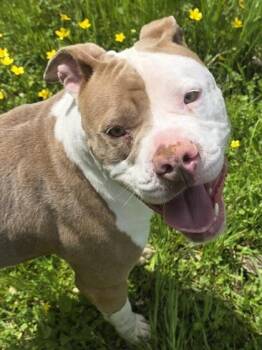 American Bulldog and Mixed Breed Dogs Available for Adoption in Conway, South Carolina - Sprinkle | PetCurious