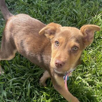 Cattle Dog Dogs Available for Adoption in West Des Moines, Iowa - Zoey | PetCurious