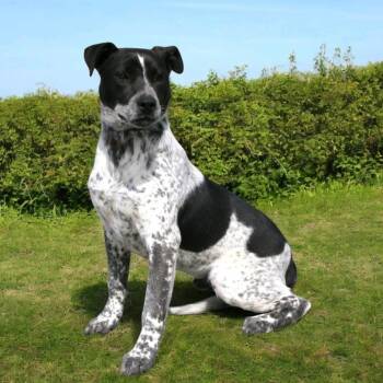 Rescue Australian Cattle Dog Blue Heeler and Mixed Breed Dogs for Adoption in Pulaski, Tennessee - Romeo | PetCurious