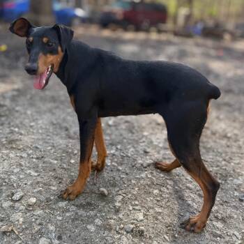 German Pinscher Dogs Available for Adoption in Aberdeen, North Carolina - Daphne | PetCurious