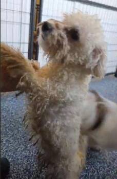 Bichon Frise Dogs Available for Adoption in Warren, Michigan - Yuki | PetCurious