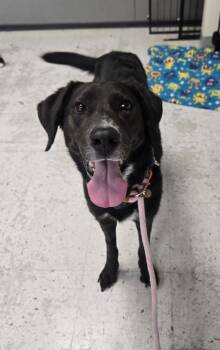 Bubble -  Labrador Retriever Dog for Adoption in Salt Lake City, Utah - Bubble | PetCurious