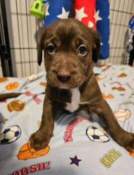 Susie -  Pit Bull Terrier Dog for Adoption in Merrillville, Indiana - Susie | PetCurious