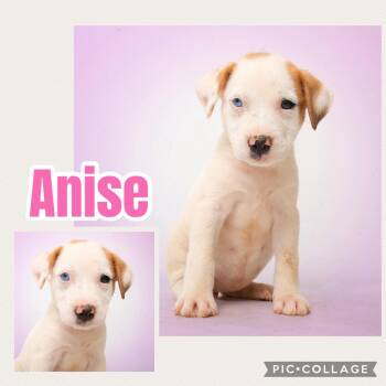 Anise -  Labrador Retriever Dog for Adoption in Ringwood, New Jersey - Anise | PetCurious