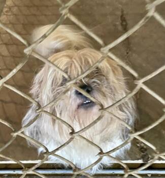 Yorkie Poo Dogs Available for Adoption - Cheetah | PetCurious