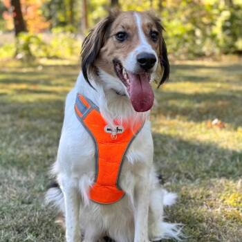 Rescue Collie and Shetland Sheepdog Sheltie Dogs for Adoption in Morristown, New Jersey - Mary | PetCurious