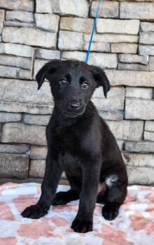 Granite -  Labrador Retriever and German Shepherd Dog Dog Available for Adoption in Yakima, Washington - Granite | PetCurious