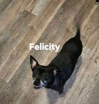 Felicity -  Boston Terrier and Chihuahua Dog for Adoption in Irwin, Pennsylvania - Felicity | PetCurious