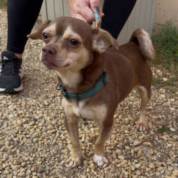 Rescue Chihuahua Dogs for Adoption in New Castle, Delaware - Chum | PetCurious