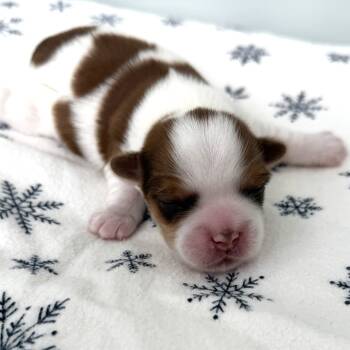 Rescue Yorkshire Terrier and Terrier Dogs for Adoption in South Riding, Virginia - Belle's Bobtail | PetCurious