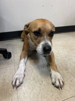 Rescue Boxer Dogs for Adoption in Plano, Texas - Lola A213015 | PetCurious