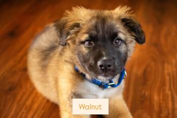 Walnut -  Shepherd Dog for Adoption in Sunnyvale, California - Walnut | PetCurious
