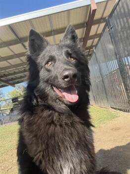 German Shepherd Dog Dogs Available for Adoption - ORPHEUS | PetCurious