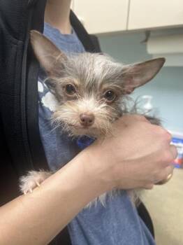 Chihuahua Dogs Available for Adoption in Sioux City, Iowa - Bam Bam | PetCurious