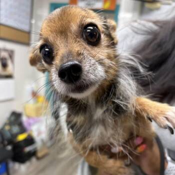Splinter -  Yorkshire Terrier Dog for Adoption in Newark, New Jersey - Splinter | PetCurious