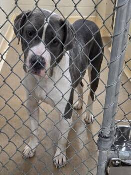 Pit Bull Terrier and Mixed Breed Dogs Available for Adoption - CAGNEY | PetCurious