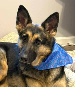 German Shepherd Dog Dogs Available for Adoption in Marion, North Carolina - Molly | PetCurious