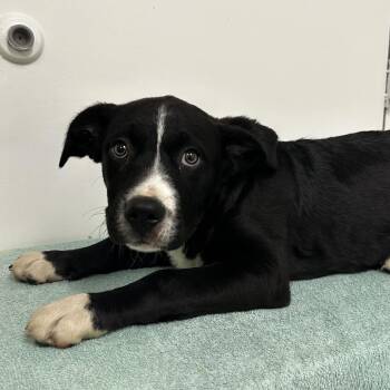 Tux -  Black Labrador Retriever and Mixed Breed Dog for Adoption in Warrensburg, Missouri - Tux | PetCurious