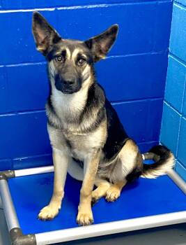 Shepherd Dogs Available for Adoption in Hartsville, South Carolina - Beretta | PetCurious