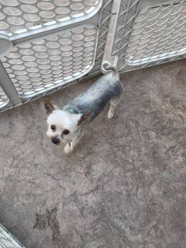 Yorkie- Bombay -  Yorkshire Terrier Dog for Adoption in Omaha, Nebraska - Yorkie- Bombay | PetCurious