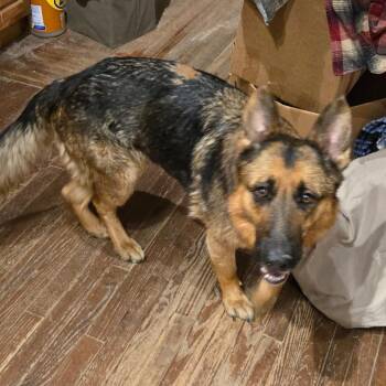 Harlo -  German Shepherd Dog Dog for Adoption in Southington, Ohio - Harlo | PetCurious