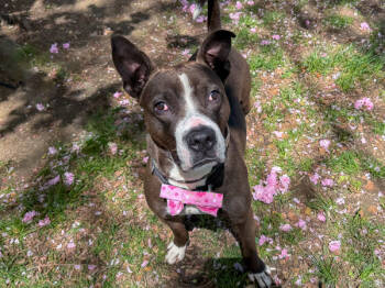 Rescue Mixed Breed Dogs for Adoption in New York, New York - Gusto | PetCurious