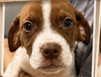 Amigo -  Pointer Dog for Adoption in Copiague, New York - Amigo | PetCurious
