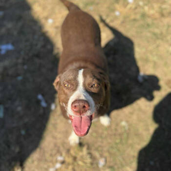 Rescue Labrador Retriever Dogs for Adoption in Anahuac, Texas - Bella | PetCurious