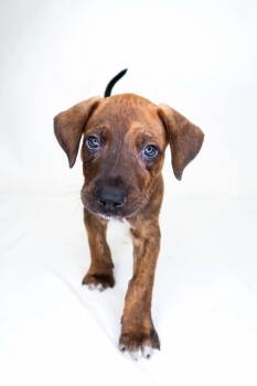 Rescue Rhodesian Ridgeback and Australian Cattle Dog Blue Heeler Dogs for Adoption in Bixby, Oklahoma - Bran | PetCurious