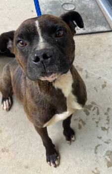 Rescue Mixed Breed and Boxer Dogs for Adoption in Lawrenceburg, Tennessee - Wamo | PetCurious