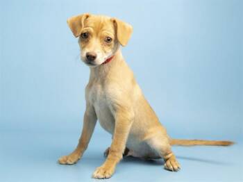 STARMAN -  Chihuahua Dog Available for Adoption in Phoenix, Arizona - STARMAN | PetCurious