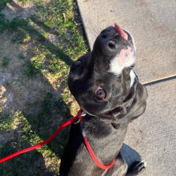 Lola Belle -  Mixed Breed Dog for Adoption in Walker, Michigan - Lola Belle | PetCurious