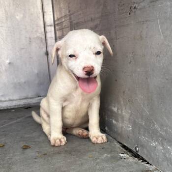 Pineapple -  Shepherd Dog for Adoption in Edinburg, Texas - Pineapple | PetCurious