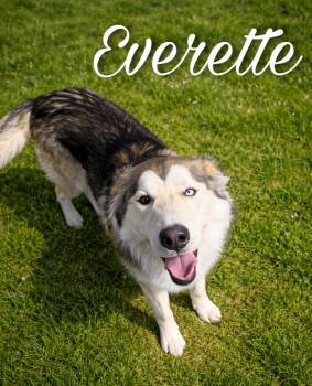 Husky Dogs Available for Adoption - Everette | PetCurious
