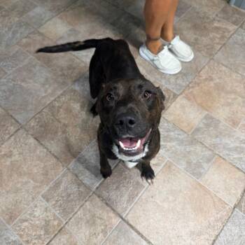 Maggie -  Pit Bull Terrier Dog for Adoption in Homer, New York - Maggie | PetCurious