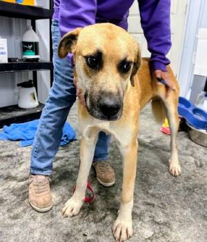 Arthur -  Great Pyrenees Dog for Adoption in Scottsburg, Indiana - Arthur | PetCurious