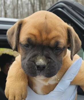 Boxer Dogs Available for Adoption - ROXY | PetCurious