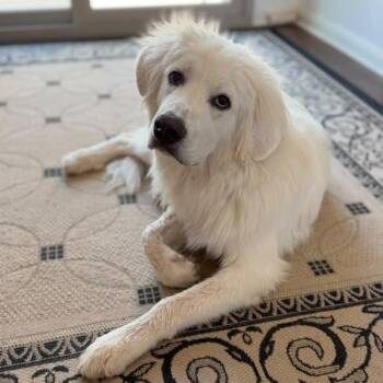 Shiloh -  Great Pyrenees Dog for Adoption in Martinez, California - Shiloh | PetCurious