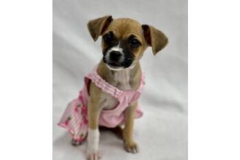 Pool - High Dive -  Chihuahua and Italian Greyhound Dog for Adoption in Palo Alto, California - Pool - High Dive | PetCurious