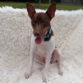 Terrier Dogs Available for Adoption in Houston, Texas - Axel Rose | PetCurious