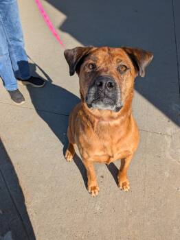 Penny -  Boxer Dog for Adoption in Edmonton, Alberta - Penny | PetCurious