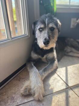 Poodle and Husky Dogs Available for Adoption in Brooksville, Florida - Darwin | PetCurious