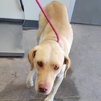 110640 -  Mixed Breed Dog for Adoption in Las Cruces, New Mexico - 110640 | PetCurious