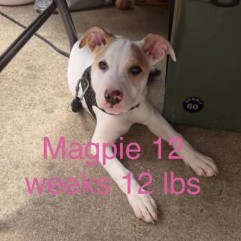 Jack Russell Terrier and Labrador Retriever Dogs Available for Adoption in Rockville, Maryland - Magpie | PetCurious