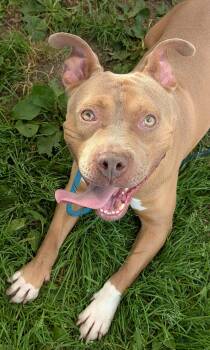 Sumo -  Pit Bull Terrier Dog for Adoption in Chicago, Illinois - Sumo | PetCurious