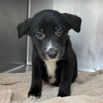 Black Labrador Retriever Dogs Available for Adoption in Edinburg, Texas - Chevy | PetCurious